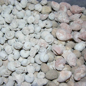 Gastropod snail fossils Creataous Paleozoic Era 1/4-1 inch 2 pound lots image 1