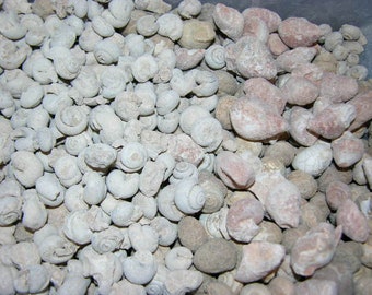 Gastropod snail fossils Creataous Paleozoic Era 1/4-1 inch 2 pound lots