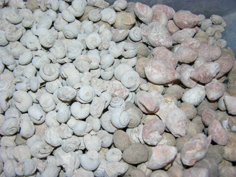 Gastropod snail fossils Creataous Paleozoic Era 1/4-1 inch 2 pound lots image 1