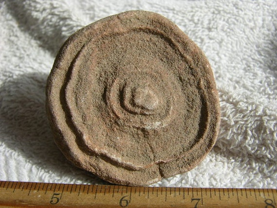 化石　A-14 Stromatolite Fossil Larger Ancient Earth Life 1 Billion