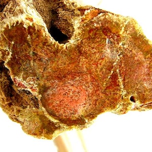 Petrified wood branch limb cast Madagascar Agate 1 polished end. LMCA02