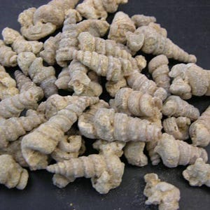 Fossil Gastropod Turritella RARE sea snails marine mollusks Creataous Paleozoic Era 1/2-1 inch 1/2 pound lots