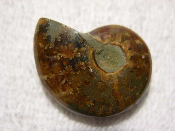 アンモナイト 化石 白亜紀 縫合線 研磨 台座付き アンモナイト 化石 白亜紀 縫合線 研磨 台座付き