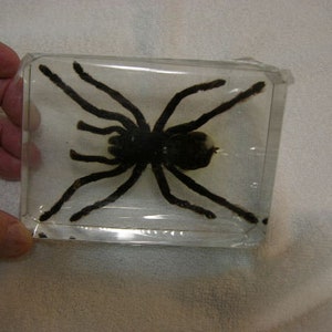 Giant Tarantula in acrylic paperweight 5.5x3.5x1.5 inch real Tarantula