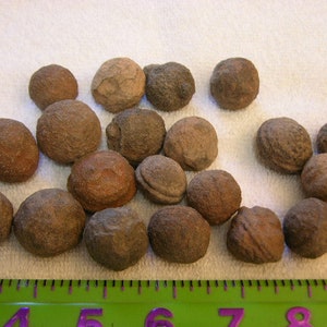 Moqui marble hematite concretion Utah 1-0.75 inch 2 per winner
