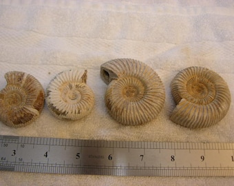 アンモナイトの化石 希少 白リブ付き Aulacosphinctoides Sakaraha