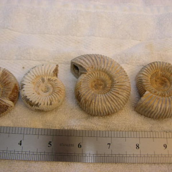 Ammonite fossil RARE White ribbed Aulacosphinctoides  Sakaraha,Madagascar Cretaceous 1 fossil lot