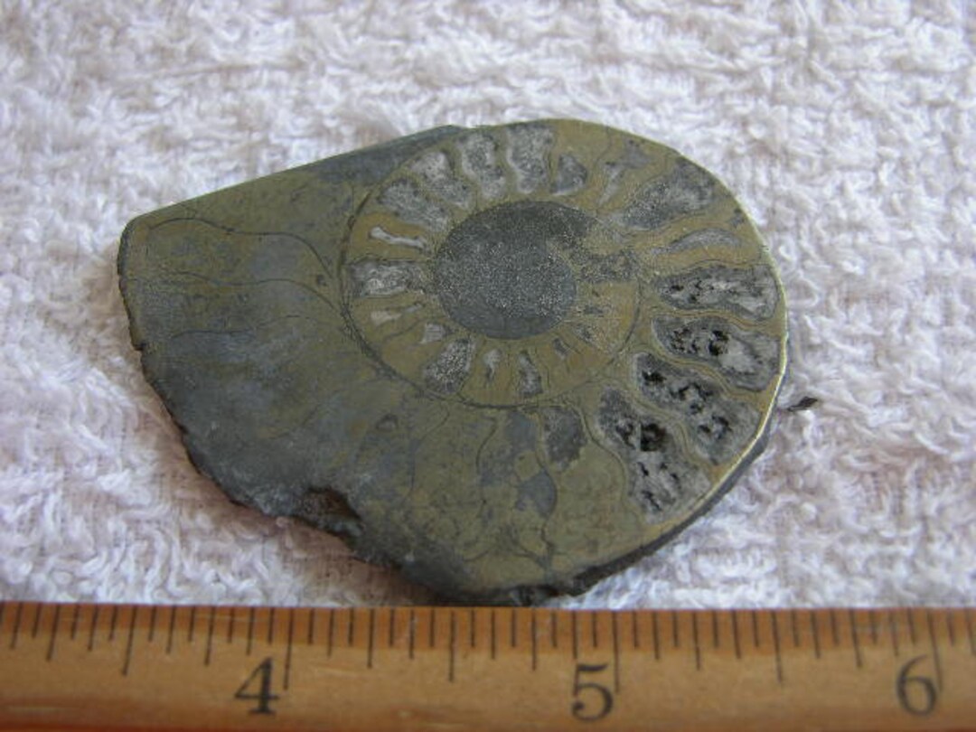 アンモナイト化石ヘマタイト鉄代替品 片面研磨 1.5～3インチ ARC34
