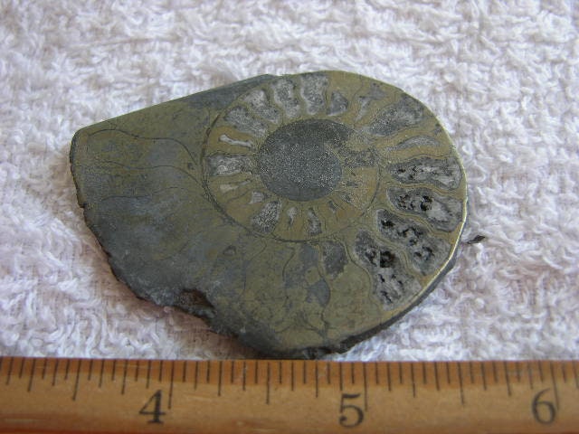 アンモナイト化石ヘマタイト鉄代替品 片面研磨 1.5～3インチ ARC34