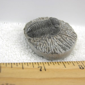 Puede incluir: Se muestra un trilobites fosilizado, un artrópodo marino prehistórico. El fósil gris oscuro está incrustado en una matriz ovalada gris claro. Una regla de madera con medidas en pulgadas está en primer plano.