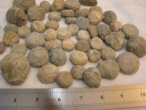 ウニの化石 バソニアン 中期ジュラ紀 1～2インチ 10個 - Etsy 日本