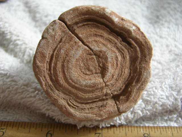 Stromatolite Fossil Larger Ancient Earth Life 1 Billion Years 2inch ...