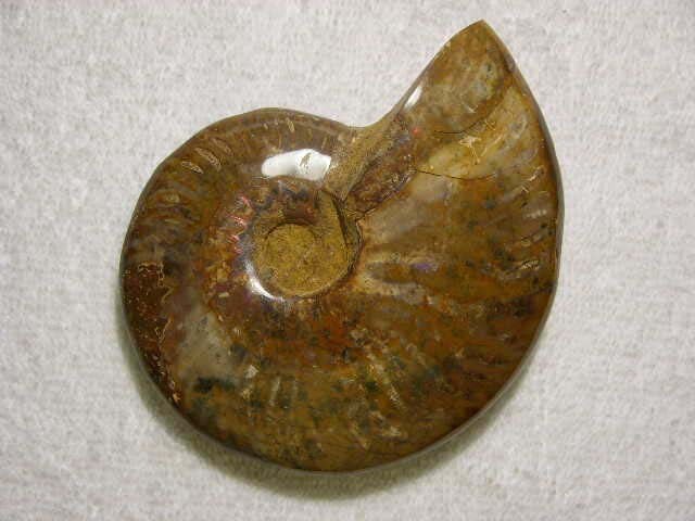 アンモナイトの化石（研磨済み、縫合線あり） 2 1/2インチ以上 lig46