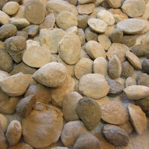 Fossili di vongole bivalve, 3/4-1 pollice, lotti da 4 libbre, Cambriano/Paleozoico