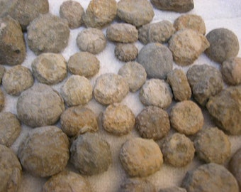 ウニの化石 バソニアン 中期ジュラ紀 1～2インチ 10個 - Etsy 日本