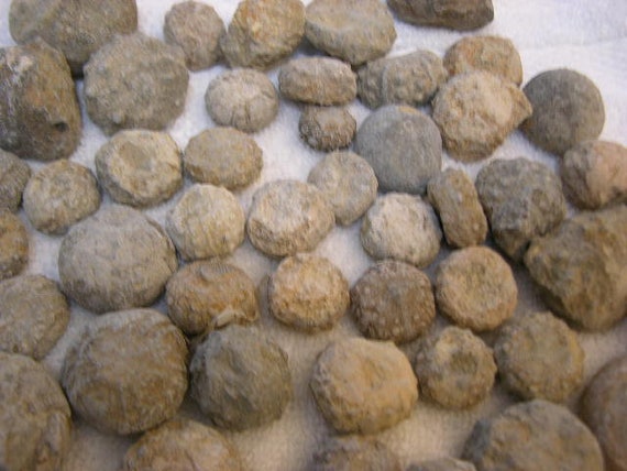 ウニの化石 バソニアン 中期ジュラ紀 1～2インチ 10個 - Etsy 日本