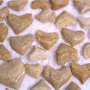 Shark teeth fossils Cretaceous shark known as the squali corax Pristodontus in 15 tooth lots