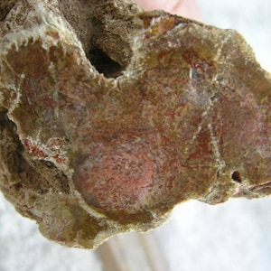 Branche de bois pétrifiée coulée Madagascar Agate 1 extrémité polie. LMCA02