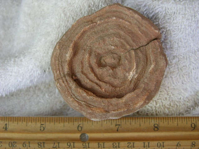 Stromatolite Fossil Larger Ancient Earth Life 1 Billion Years 2inch ...