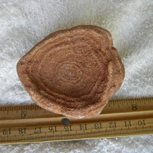Könnte beinhalten: Nahaufnahme eines runden, rotbraunen Sedimentgesteins mit konzentrischen Ringen. Der Stein hat einen Durchmesser von etwa 7,5 cm und liegt auf einer weißen, flauschigen Oberfläche.