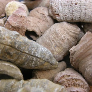 Horn coral fossils agatized mixed size 1-4 inch 2 pound lots  Mid-Ordovician period