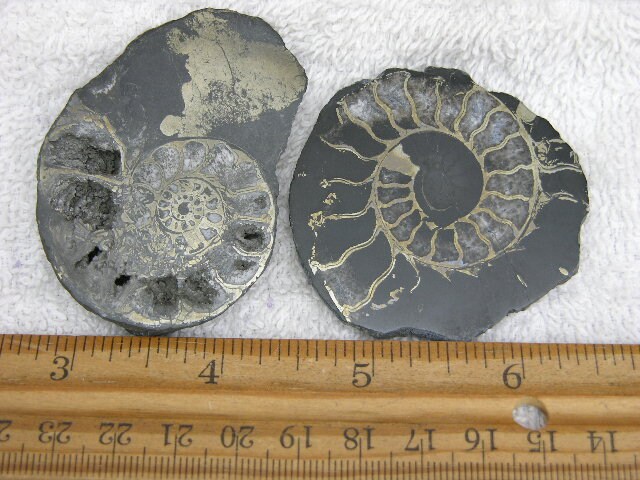 アンモナイト化石ヘマタイト鉄代替品 片面研磨 1.5～3インチ ARC95