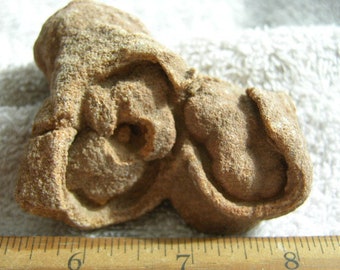 Stromatolite fossil larger ancient earth life 1 billion years 2inch  TW73