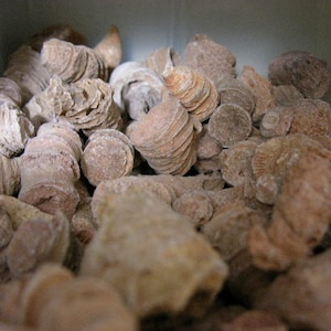 Horn coral fossils agatized mixed size 1-4 inch 5 pound lots  Mid-Ordovician period