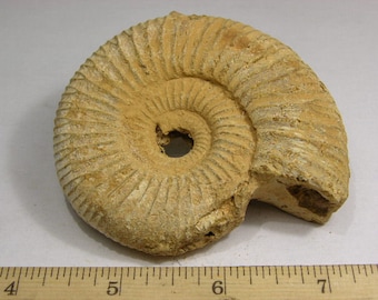 アンモナイトの化石 希少 白リブ付き Aulacosphinctoides Sakaraha