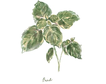 Basil Art Print - Herb Series