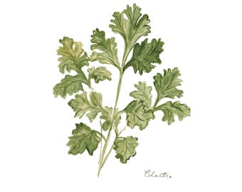 Cilantro Art Print - Herb Series
