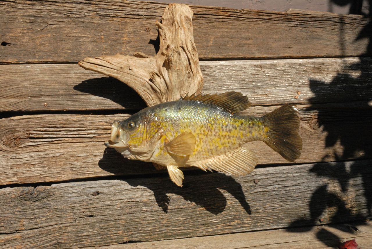 Crappie Mounts for sale Only 3 left at 65