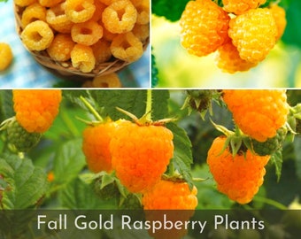 PRE ORDER 1-6 Life Fall Gold Raspberry Plants, 8-14" tall, Ships Fully Rooted in Soil