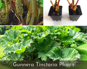 PRE ORDER | Gunnera Tinctoria Plants, Live Dinosaur Food Plants, Huge 6-8 ft leaves