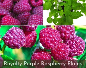 Royalty Purple Raspberry Plants, Sweetest, Ships Fully Rooted in Soil