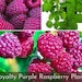 see more listings in the Raspberry section