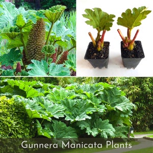 PRE ORDER | Gunnera Manicata (Brazilian giant-rhubarb) Plants, Live Dinosaur Food Plants, Huge 7-9 ft leaves