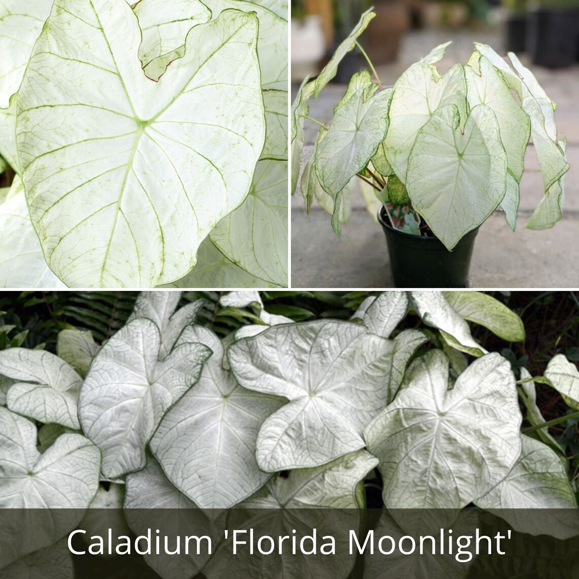 2 10 Caladium Florida Moonlight Flower Bulbs Etsy
