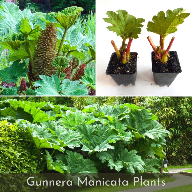 PRE ORDER Gunnera Manicata Brazilian giant-rhubarb Plants, Live Dinosaur Food Plants, Huge 7-9 ft leaves image 1