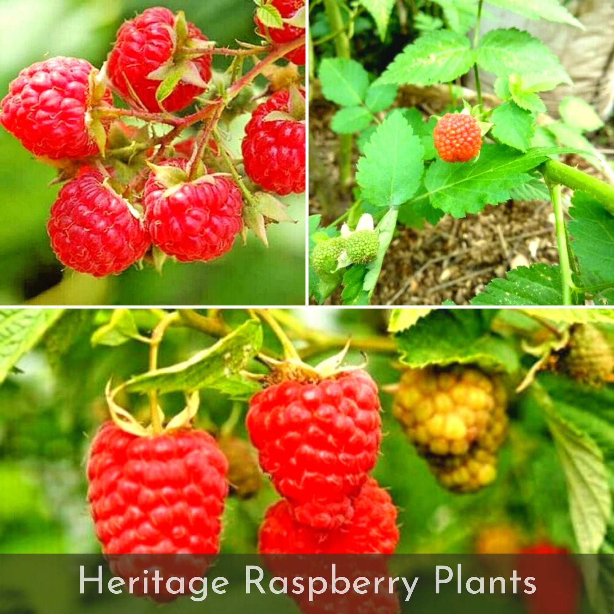 16 Heritage Raspberry Plants Ships Fully Rooted in Soil Etsy