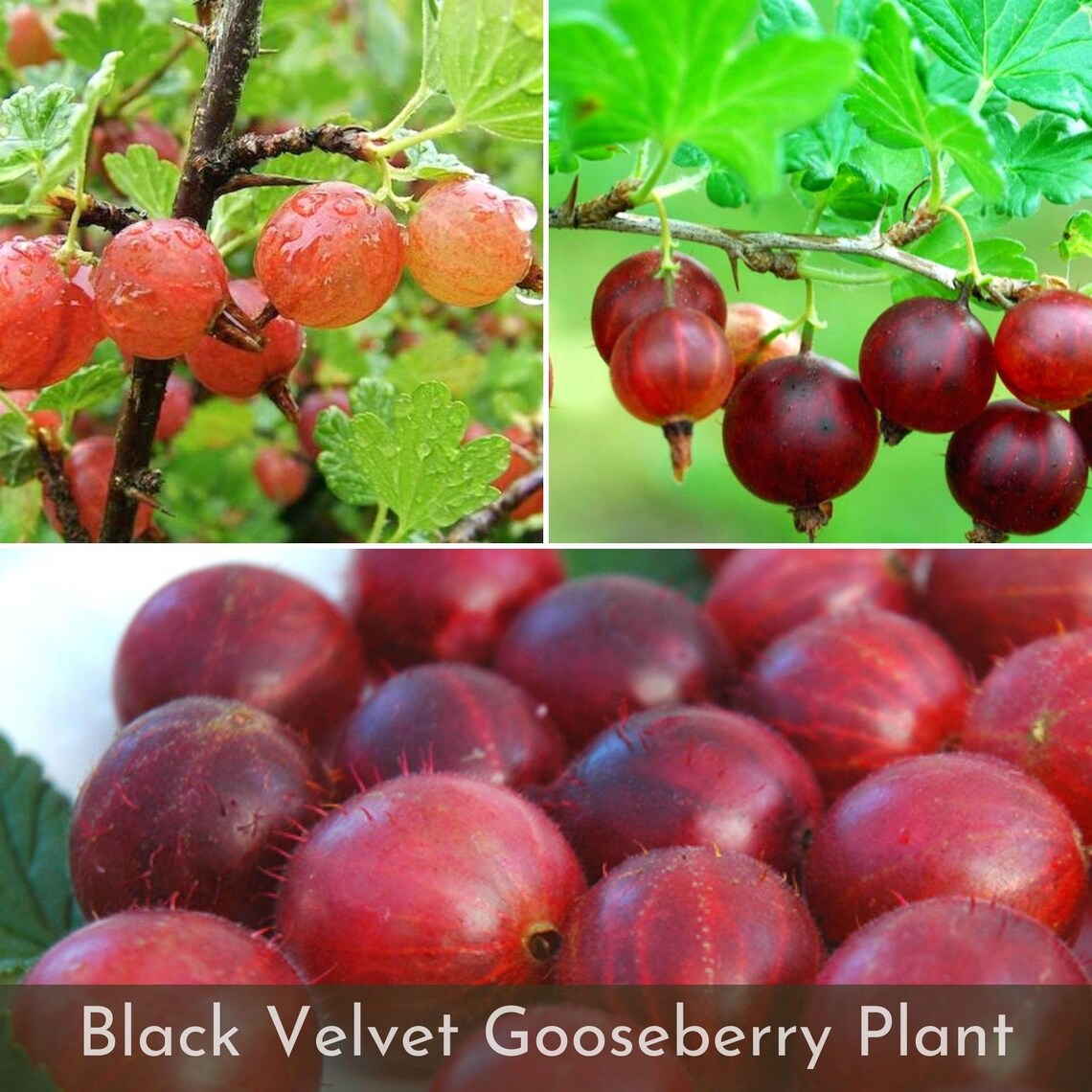 110 Live Black Velvet Gooseberry Plants Sweet Near Blueberry Etsy