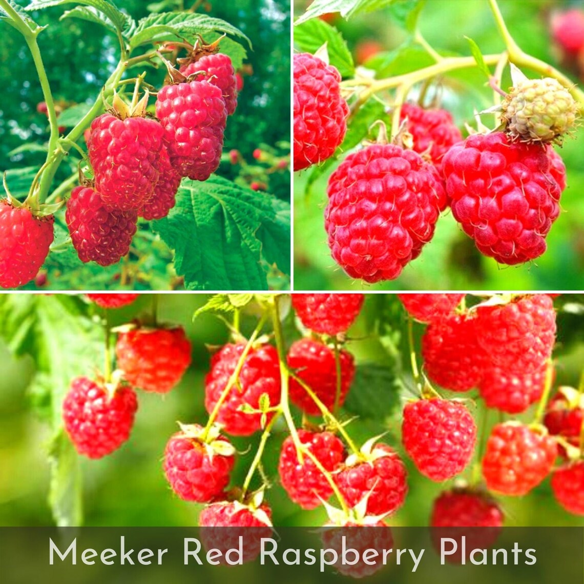 16 Meeker Red Raspberry Plants High Sugar Content Great Etsy