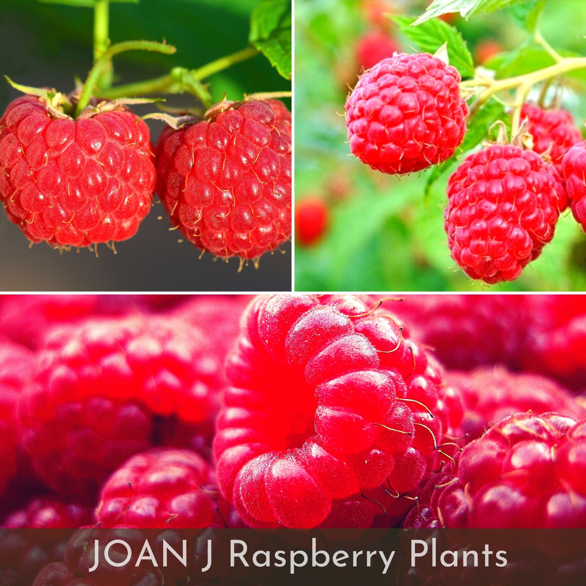 Joan J THORNLESS Raspberry Plants Ships Fully Rooted in Soil Etsy