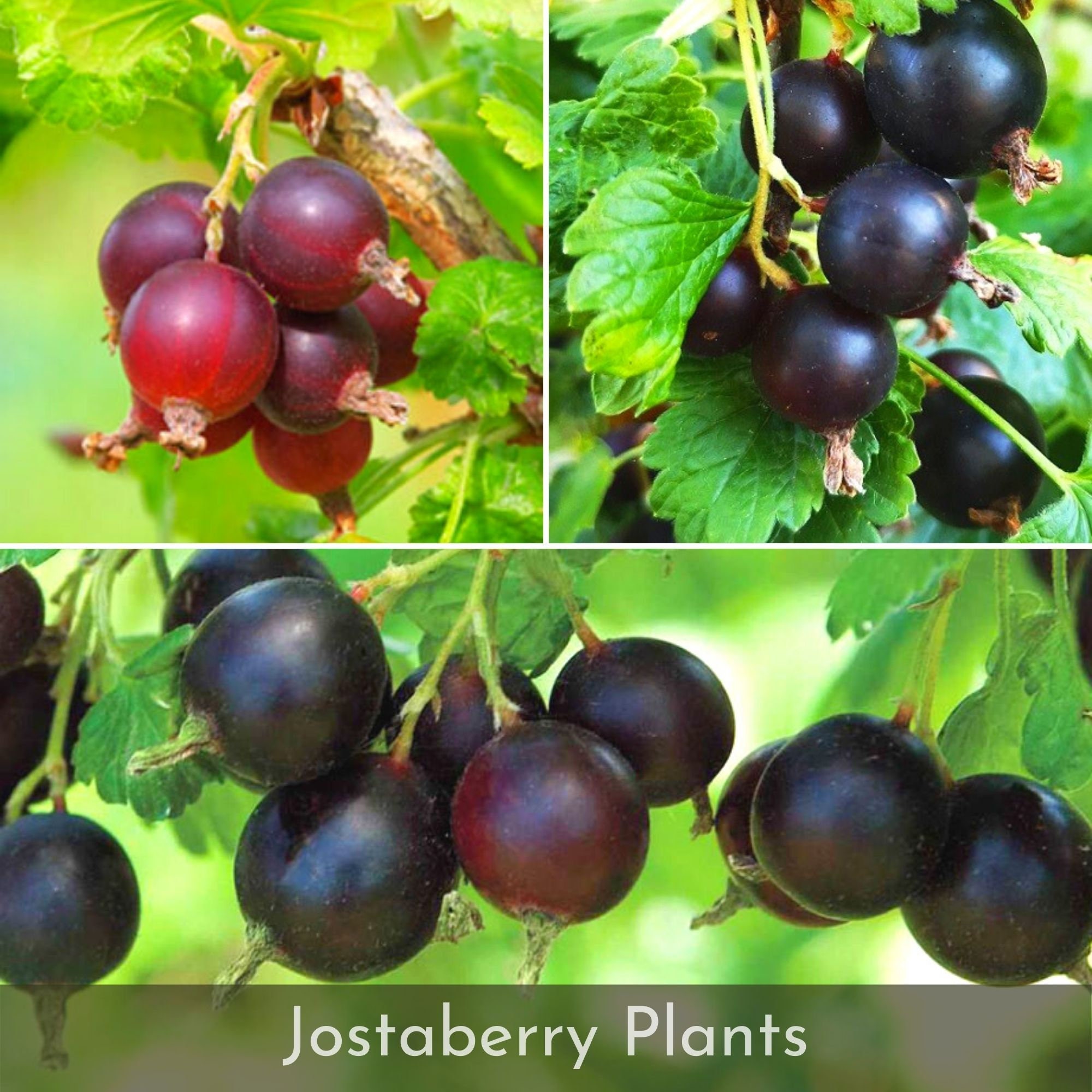 110 Live Jostaberry plants Sweet and sour fruit black Ribes Etsy