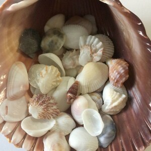 Small Shells, Small Seashells, Small Sea Shells, Sea Shells For Crafts, Seashells Art, Tiny Shells, Shells For Sale, Beach Shells