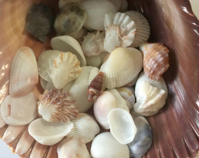 Bulk Shells /Wholesale 