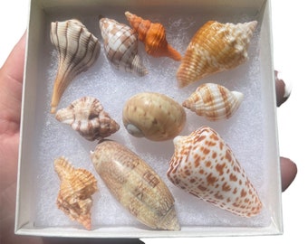 Natural Seashells, Natural Sea Shells, Natural Shells, Craft Seashells, Seashells for Crafts, Shells for Art, Bulk Seashells, Bulk Shells