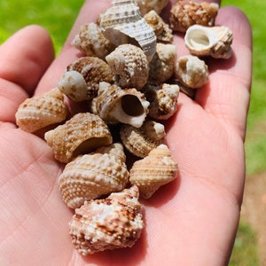 Sea Shells For Crafts, Craft Seashells, Shells For Sale, Shells In Bulk, Bulk Seashells, Natural Sea Shells, Beach Seashells, Shell Decor