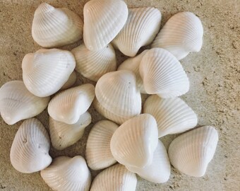 White Seashells, Craft Seashells, Seashells For Crafts, Seashell Decorations, Seashell Decor, Shells For A Dish, Shells For Art