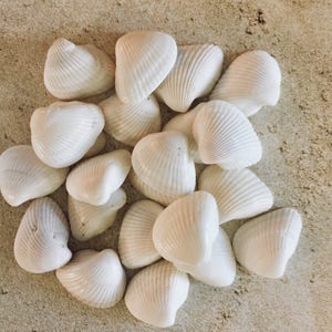 White Seashells, Craft Seashells, Seashells For Crafts, Seashell Decorations, Seashell Decor, Shells For A Dish, Shells For Art